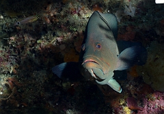 Raja Ampat 2016 - Aethaloperca rogaa - Redmouth grouper - Vielle roga - IMG_4625_rc